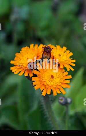 Arancio Hawkweed Hieracium aurantiacum un fiore selvaggio della famiglia Daisy un perenne fiorito arancio che fiorisce durante l'estate ed è completamente duro Foto Stock