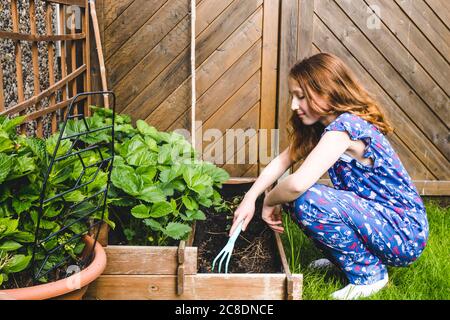 Ragazza che pianta basilico in letto sollevato al cortile Foto Stock