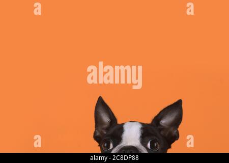 Ritratto di cucciolo di boston terrier davanti a sfondo arancione Foto Stock