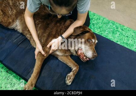 Fisioterapista femminile massaggiando l'arto di Labrador Retriever su schiuma Foto Stock