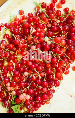 Ribes rosso appena prelevato pronto per la sstringing e preparazione per un pasto Foto Stock