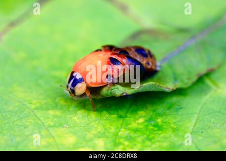 Ladybeetle asiatico (Harmonia axyridis) schiusa su foglia Foto Stock