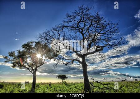 Repubblica Democratica del Congo, silhouette di savana alberi contro il tramonto sul Parco Nazionale di Garamba Foto Stock