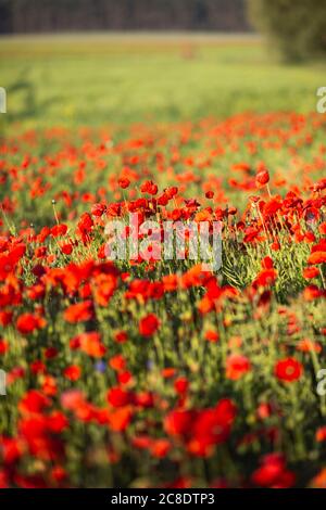 Papaveri rossi che crescono nel campo Foto Stock