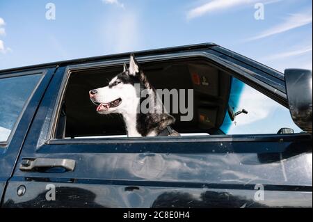 Husky guardando fuori dal finestrino del veicolo Foto Stock