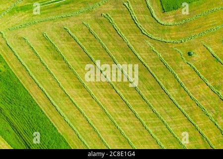 Vista drone del campo di falciata verde in primavera Foto Stock