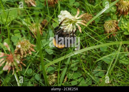 Acaro cavalcato ape foraging tra trifoglio come non può volo più lungo Foto Stock