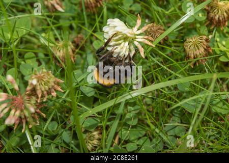 Acaro cavalcato ape foraging tra trifoglio come non può volo più lungo Foto Stock