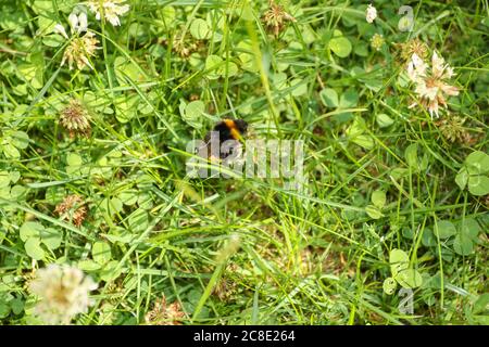 Acaro cavalcato ape foraging tra trifoglio come non può volo più lungo Foto Stock