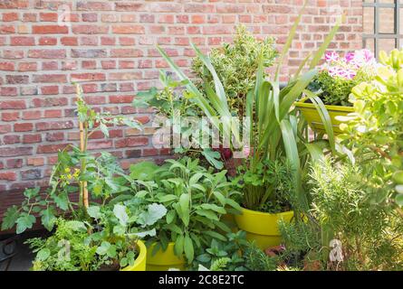 Piante verdi che crescono in orto sul balcone Foto Stock