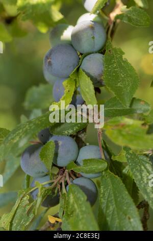 Damsons che matura sul bordo di un prato selvaggio Foto Stock