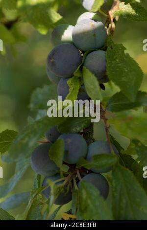 Damsons che matura sul bordo di un prato selvaggio Foto Stock