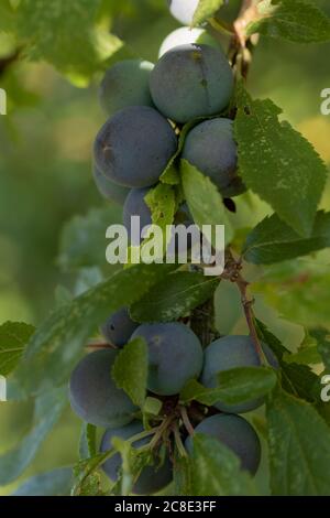 Damsons che matura sul bordo di un prato selvaggio Foto Stock