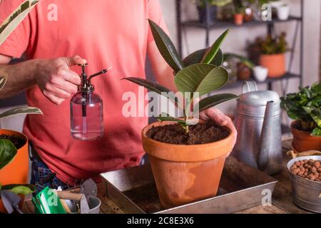 Uomo spruzzando acqua su gomma fig vaso pianta a casa Foto Stock