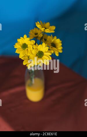 Studio shot di fiori gialli in fiore in bottiglia di vetro riempito con acqua gialla Foto Stock