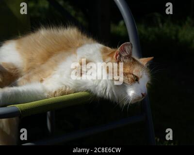 Gatto che si stesa su una sedia da prato al sole. Foto Stock