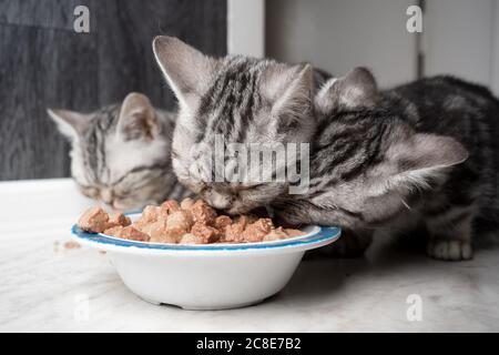 tre pastelli d'argento affamati gatti inglesi di shorthair che mangiano cibo bagnato dell'animale domestico dallo stesso piatto di alimentazione Foto Stock