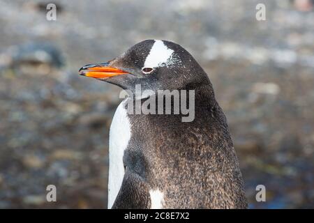 Ritratto del pinguino gentoo (Pigoschelis papua) Foto Stock