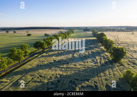 Germania, Brandeburgo, Drone vista del vasto campo di papavero all'alba primaverile Foto Stock