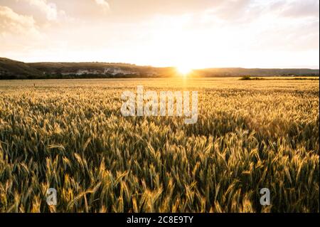 Idilliaco colpo di campo di grano contro il cielo durante il tramonto Foto Stock