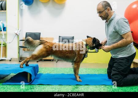 Fisioterapista maschile addestramento Malinois Belga Shepherd Dog al centro Foto Stock