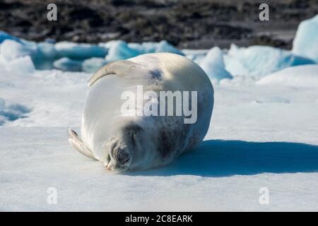 Ritratto della foca crabeater (Lobodon carcinophaga) che dorme su ghiaccio Foto Stock