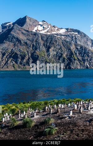 Regno Unito, Georgia del Sud e Isole Sandwich meridionali, colonia di pinguini Gentoo (Pigoschelis papua) nella baia di Godthul Foto Stock