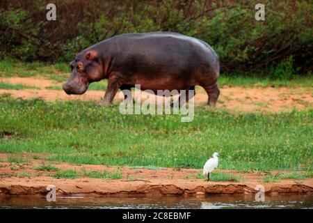 Repubblica Democratica del Congo, Hippopotamus (Hippopotamus anphibius) e egret di bestiame (Bubulcus ibis) nel Parco Nazionale di Garamba Foto Stock