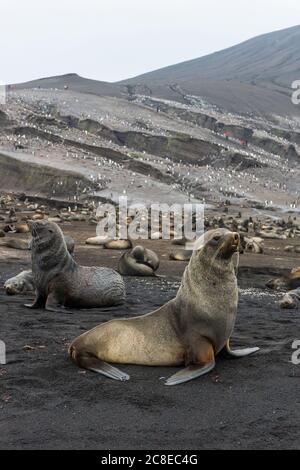 Regno Unito, Georgia del Sud e Isole Sandwich meridionali, colonie di pinguini a strinello (Pigoscelis antarcticus) e foche da pelliccia antartica (Arctocephalus gazella) sull'isola di Saunders Foto Stock
