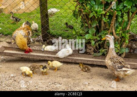 Una famiglia di anatre che mangiano in fattoria. Foto Stock