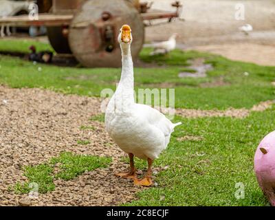 Oche che camminano attraverso il prato in una giornata di sole. Foto Stock