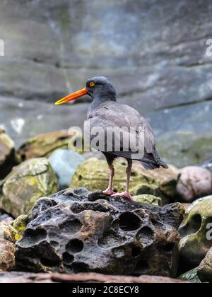 Osterfisher nero (Haematopus bachmani) Foto Stock