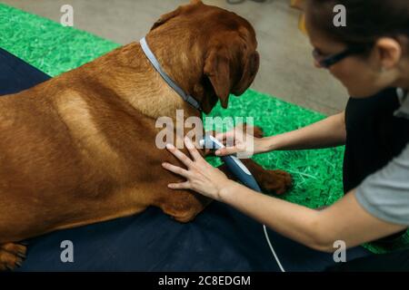 Fisioterapista che dà il trattamento laser al vecchio Labrador Retriever al centro Foto Stock