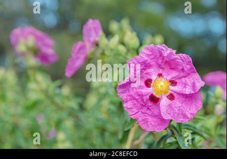 Dipadenia rosa brillante o fiore di mandevilla su sfondo verde brillante Foto Stock