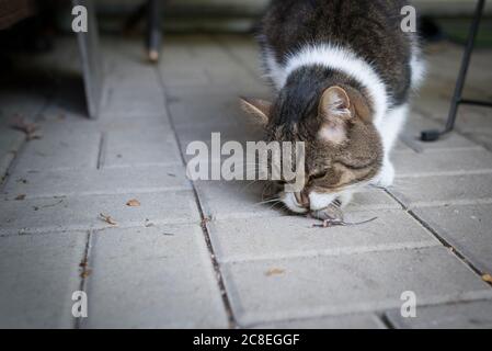 tabby gatto shorthair britannico mangiare un topo appena cacciato su pietre grigie pavimentazione Foto Stock