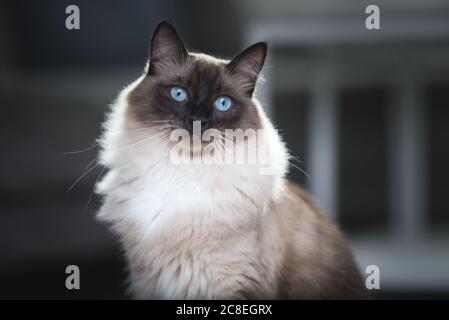 Ritratto di un gatto di Ragdoll Seal Colorpoint nel soggiorno Foto Stock