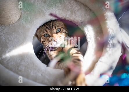 giovane gatto bengala che gioca con un giocattolo colorato di gatto su un palo di graffio di colore beige alla luce del sole Foto Stock
