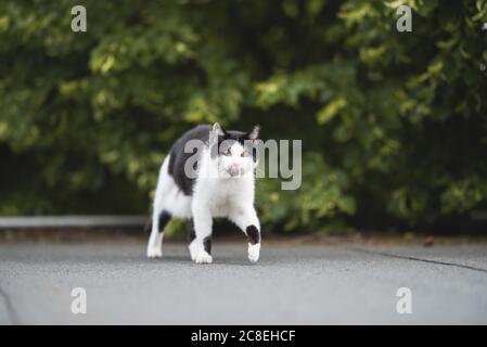 gatto shorthair domestico bianco e nero che cammina sul tetto guardando la macchina fotografica che si stacca fuori lingua Foto Stock