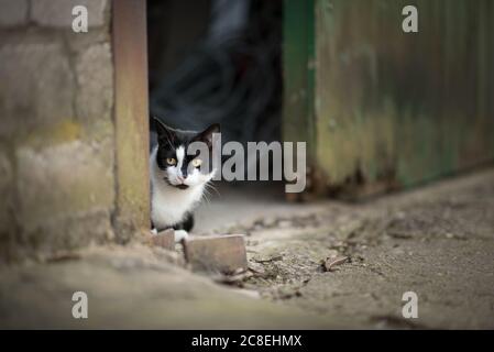 gatto bianco e nero che si nasconde dietro la porta fienile in una fattoria Foto Stock