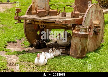 Oche che camminano attraverso il prato in una giornata di sole. Foto Stock