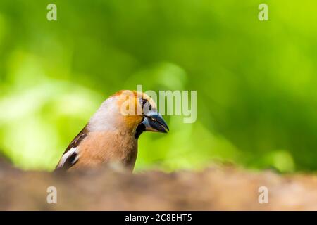 Carino uccello Hawfinch. Hawfinch si sta nutrire a terra. Sfondo verde natura. Uccello: Falco. Coccothraustes coccothraustes. Foto Stock