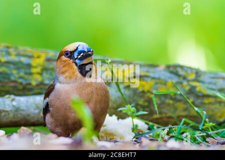 Carino uccello Hawfinch. Hawfinch si sta nutrire a terra. Sfondo verde natura. Uccello: Falco. Coccothraustes coccothraustes. Foto Stock