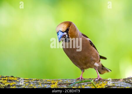 Carino uccello Hawfinch. Hawfinch si sta nutrire a terra. Sfondo verde natura. Uccello: Falco. Coccothraustes coccothraustes. Foto Stock