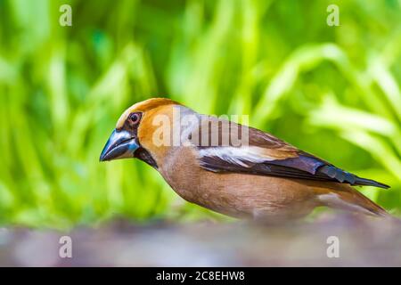 Carino uccello Hawfinch. Hawfinch si sta nutrire a terra. Sfondo verde natura. Uccello: Falco. Coccothraustes coccothraustes. Foto Stock