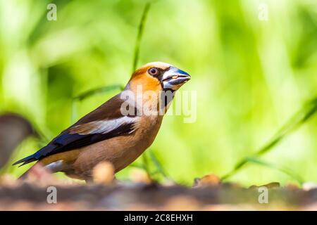 Carino uccello Hawfinch. Hawfinch si sta nutrire a terra. Sfondo verde natura. Uccello: Falco. Coccothraustes coccothraustes. Foto Stock