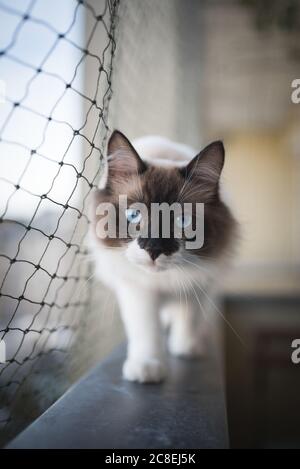 Gatto ragdoll bilanciamento balcone sul davanzale accanto a cat rete di sicurezza Foto Stock