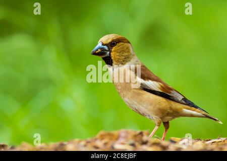 Carino uccello Hawfinch. Hawfinch si sta nutrire a terra. Sfondo verde natura. Uccello: Falco. Coccothraustes coccothraustes. Foto Stock