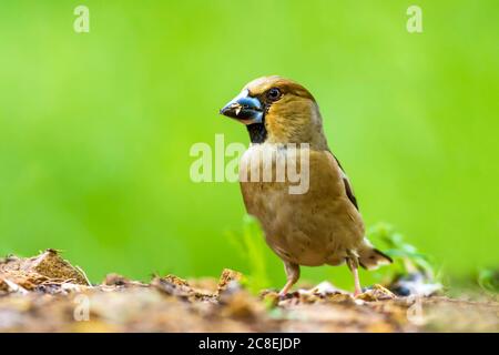 Carino uccello Hawfinch. Hawfinch si sta nutrire a terra. Sfondo verde natura. Uccello: Falco. Coccothraustes coccothraustes. Foto Stock