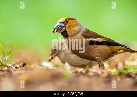 Carino uccello Hawfinch. Hawfinch si sta nutrire a terra. Sfondo verde natura. Uccello: Falco. Coccothraustes coccothraustes. Foto Stock