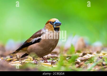 Carino uccello Hawfinch. Hawfinch si sta nutrire a terra. Sfondo verde natura. Uccello: Falco. Coccothraustes coccothraustes. Foto Stock